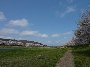 白石川沿いに並ぶ、一目千本桜