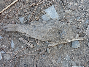 街中で見かけた魚の死骸（ブラックバス）