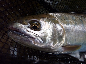 30cmに満たない小さな魚ではあるが、その表情はサクラマスの血統そのもの。