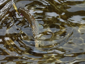 イワナのサイズはそれほどでもないが、どの魚も実に美しい個体だった。