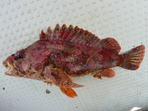 小型魚ながら、色鮮やかな体色が美しいヨロイメバル。この魚もソイの仲間です。