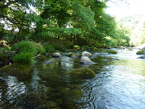 山の緑と川のせせらぎは、釣り人でなくても皆、癒される情景です。