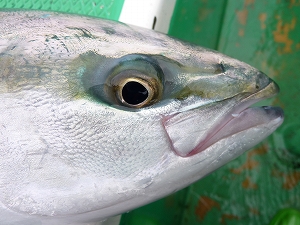 ブリ族の魚も近くで観察すると凄く愛嬌があって、きれいな顔つきの魚であることが分かります。