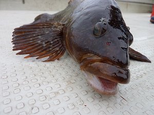 冬の根魚シーズンも折り返し地点。最後まで皆さん楽しみましょう。