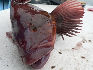 本州のロックフィッシュアングラーの憧れ・ウサギアイナメ。北海道に行かなければ出会えない貴重な魚だ。