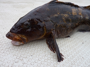 好調に推移した今季の根魚季節もいよいよ終盤に。