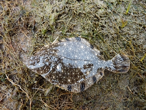 スプーンにヒットしたカワガレイ（ヌマガレイ）の幼魚。