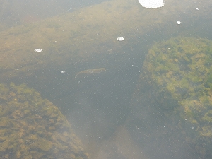 川の中を元気に泳ぎまわるサケ稚魚