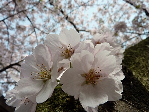 満開の桜とも一年越しのお別れの季節となりました。