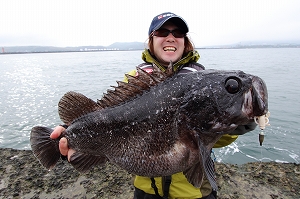 55cm・3.2kgの巨大クロソイ。堤防にもこんな素晴らしい魚が潜んでいるから気が抜けない!!