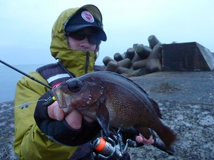 夕方、エゾメバルを狙うとご覧の通り。この魚、私は大好きです。本州のメバルより断然引きます。