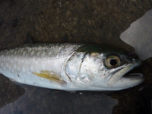 この魚も秋になれば、見違えるほど大きさ魚になっているに違いない。