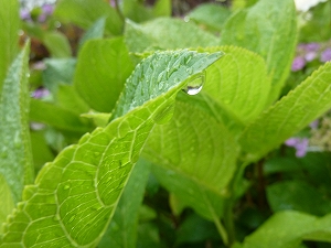 季節は梅雨。あいにくの雲空が続くが、それも日本の四季ならではの情景。