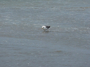 波うち際に寄せられた小魚を狙う海鳥。自然の本来の姿が少しづつ戻ってきている証。