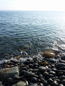 石がゴロゴロ広がっている砂利浜にも海サクラマスは回遊してくる。