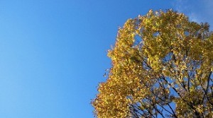 これぞ、秋晴れ。黄色に色づいた紅葉と青空のコントラストが美しい。