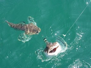 とにかくカジカが入れ食い状態。2本バリの仕掛けにダブル（2尾同時）ヒット！！も何度もありました。