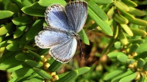 わずか1週間前まで飛んでいたシジミチョウ。ここ数日で急に姿が見えなくなりました。