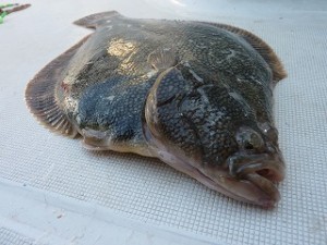 久々のカレイ釣りで、あのマツカワを手に出来るとは…。感激しました。