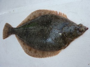 優に30cmを超えるマガレイが普通に釣れるとは…。凄い海です、苫小牧！！