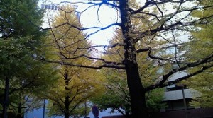 街のイチョウの葉は鮮やかな黄色に変わりました。間もなく冬、本番の季節ですね。