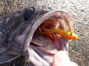 クロソイのレンジに合わせたフォールスピードと喰わせの間合いを獲れれば、そこに魚がいる限り、釣る方法はあるのです。