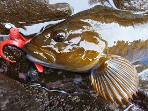 シャローで掛けた魚は横っ走りするだけに、それはまたスリリングなファイトで魅了してくれます。