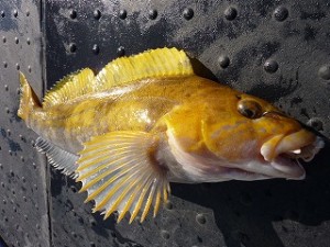 45mのボトムで喰ってきた鮮やかな婚姻色のオスのアイナメ。最高にきれいな魚体です。