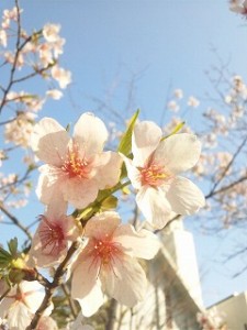 桜前線の声が聞こえる季節になりましたね。