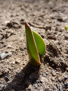 被災地の大地に芽吹いた希望のつぼみ。花よ、大きく咲け！！