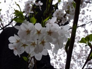 3月下旬の関東の桜は満開～新緑の状態でした。