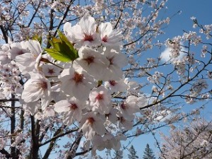 北国にも到達した桜前線。只今、東北の地は春、満開です！