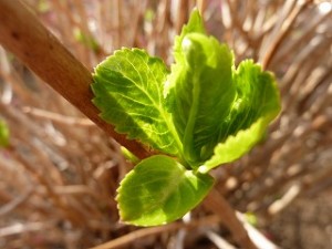 梅雨の花、紫陽花（あじさい）の葉も伸びてきました。