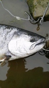 宮城県追波川で釣れたサクラマス