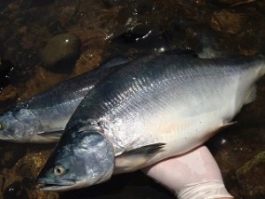 岩手県大船渡沖のジギングで釣れたカラフトマス