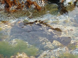 魚もシャローに寄って来ました。