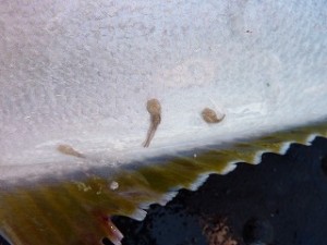 藻場のある根回りに付いている個体にはシーライスが寄生しているケースがありました。