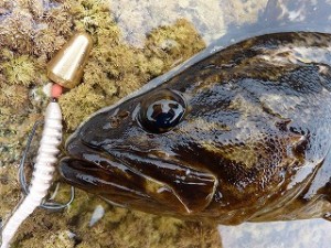 クランクシンカーの海草スリ抜け＆スローフォールがベッコウゾイに有効です。