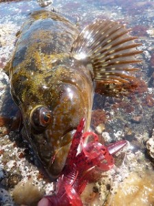 コンブの海に生息する体色の美しいアイナメ