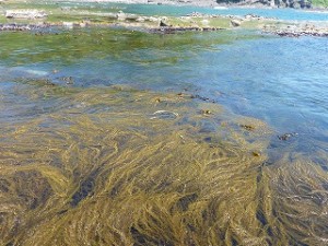 コンブ以外の海草もたくさん生えています