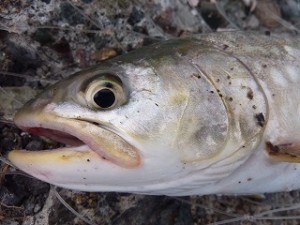 海アメ（アメマス）