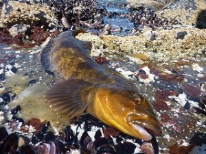 積丹半島のアイナメ