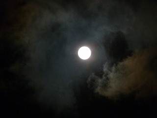 お月見。中秋の名月です。