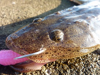 今回は「砂」と「夏」を彷彿させる魚が登場。