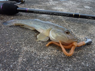 ワームで狙うマハゼ釣り。皆さんもぜひ。