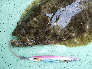 ボトムが砂地なのでヒラメも多い漁場です。