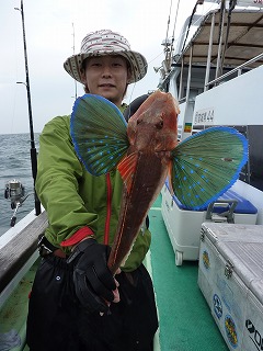 三浦君ホウボウ。