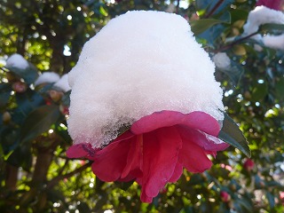 山茶花（さざんか）の花に積もる雪。いよいよ、冬の厳寒期の始まりですね。