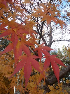 紅葉も終盤。最後の時です。