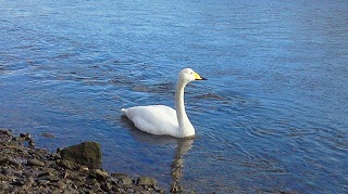 美しき冬鳥・白鳥とも出会いました